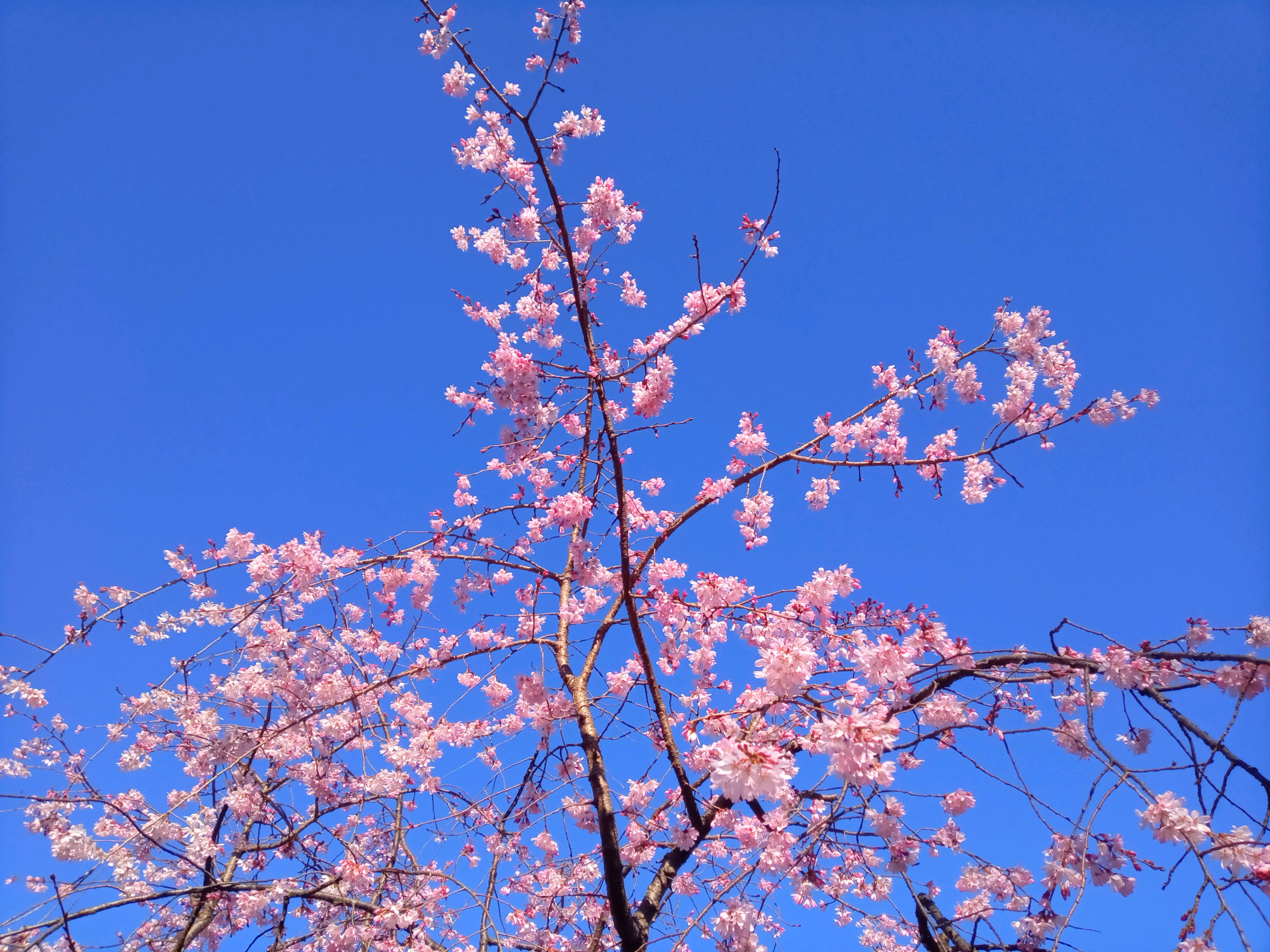 令和５年手児奈霊神堂のしだれ桜２