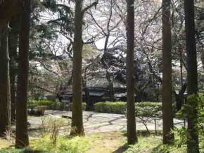 Shiensosha and cherry blossoms