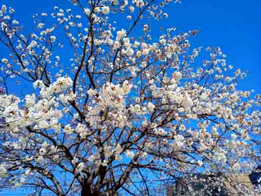 新川東詰公園の寒桜