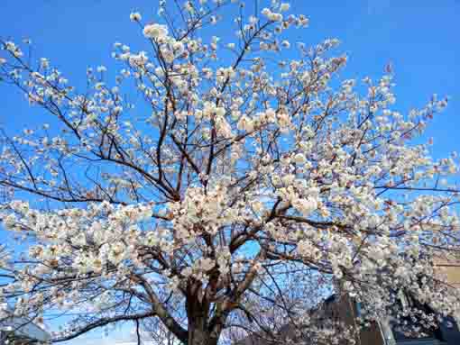 新川東詰公園の満開の寒桜