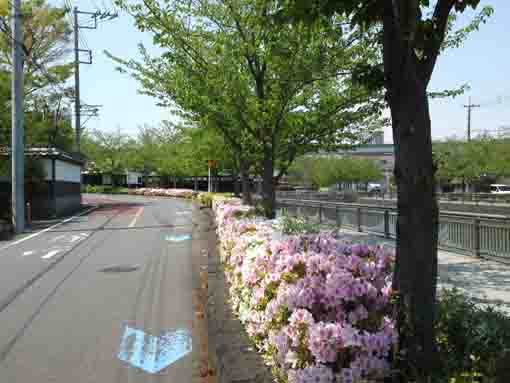azalea blossoms along Shinkawa River
