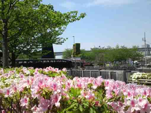 azaleas at the west end of Shinkawa River