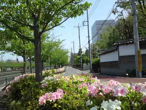 azaleas and Japanese style walls