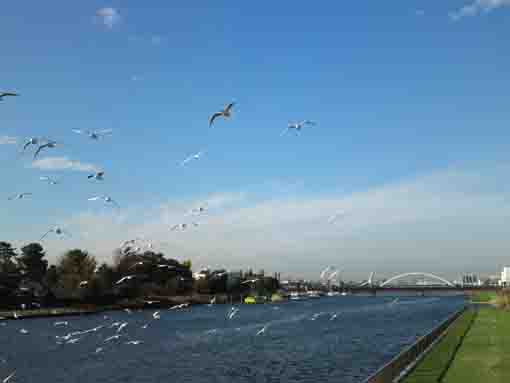 sea gulls and bridges across Shinnakagawa