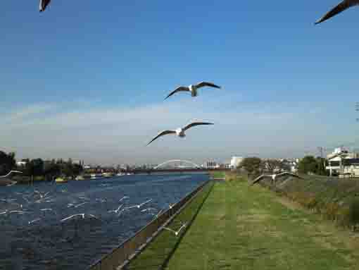 Birds flying over Shinnakagawa