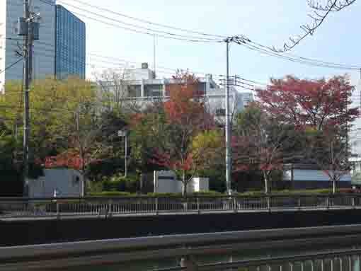 新川川沿いの公孫樹と欅のある風景