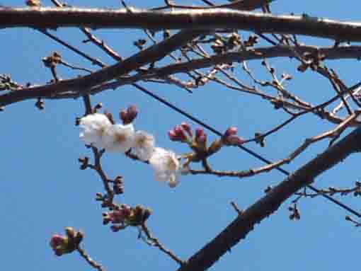 令和2年新川のソメイヨシノの開花