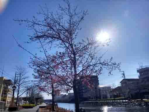 新川橋下から眺めた咲き始めの河津桜