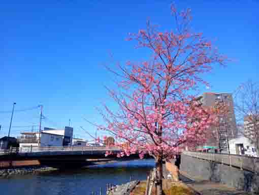 三分咲きの新川橋下の河津桜