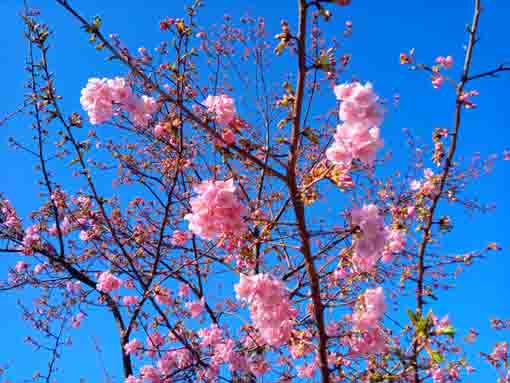 青空の下に咲く新川橋たもとの河津桜