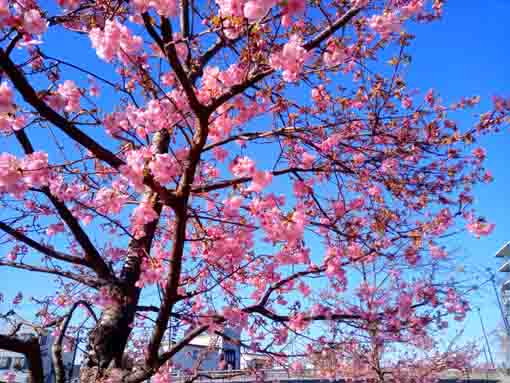 新川橋下三分ほど咲き始めた河津桜