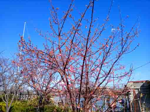 瑞江大橋下一分咲き河津桜