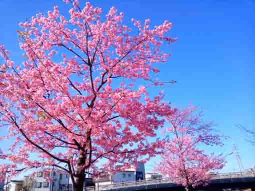 満開に咲く新川橋下の河津桜