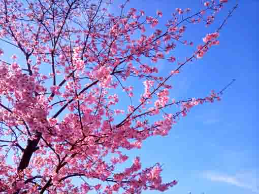 青空に伸びる満開の新川端の河津桜