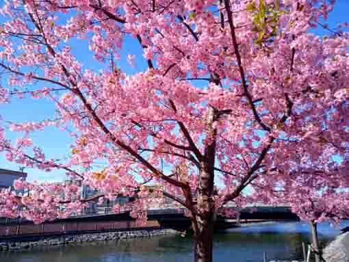 少し葉が見える新川橋下の河津桜