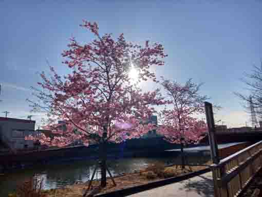 西日に輝く新川橋下の河津桜