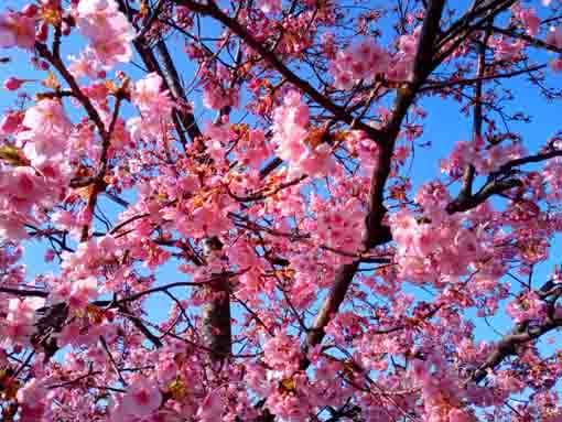 Kawazu Sakura along Shinkawa Blooming 1