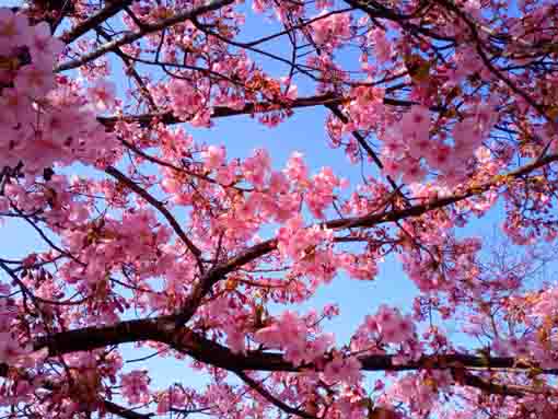 Kawazu Sakura along Shinkawa Blooming 2