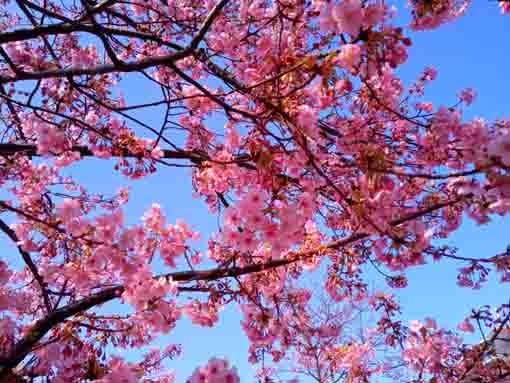 Kawazu Sakura along Shinkawa Blooming 3