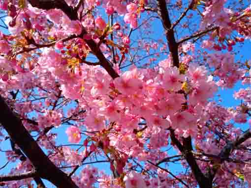 Kawazu Sakura along Shinkawa Blooming 4