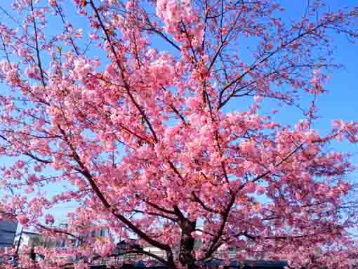 新川に咲く河津桜３