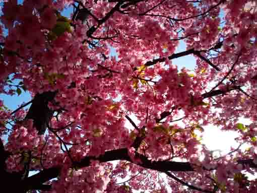 令和４年新川橋北詰葉桜になった河津桜４