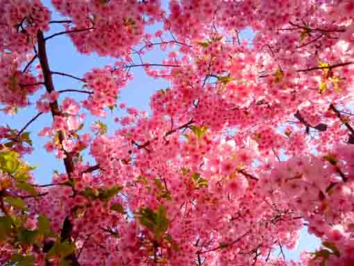 令和４年新川橋北詰葉桜になった河津桜２