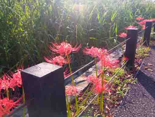 令和３年新川に咲くマンジュシャゲの花１