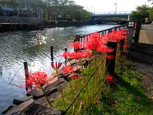 令和３年新川に咲くマンジュシャゲの花２