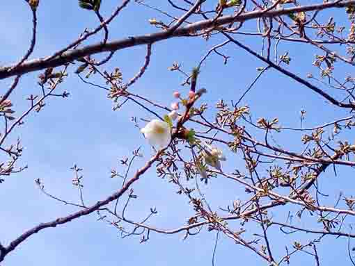 令和４年新川大島桜の開花