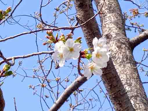令和４年新川千本桜オオシマザクラの開花１