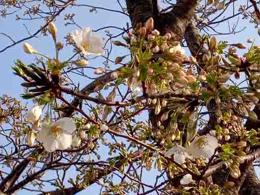 令和４年新川千本桜オオシマザクラの開花２