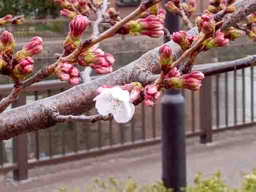 令和４年新川ソメイヨシノの開花