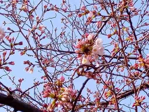 令和４年新川千本桜ソメイヨシノの開花１