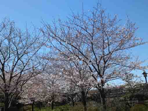 令和２年新川西詰公園の桜�C