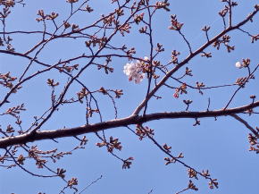 令和３年新川千本桜の開花１