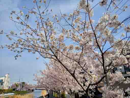 和３年桜の花に彩られた新川�C