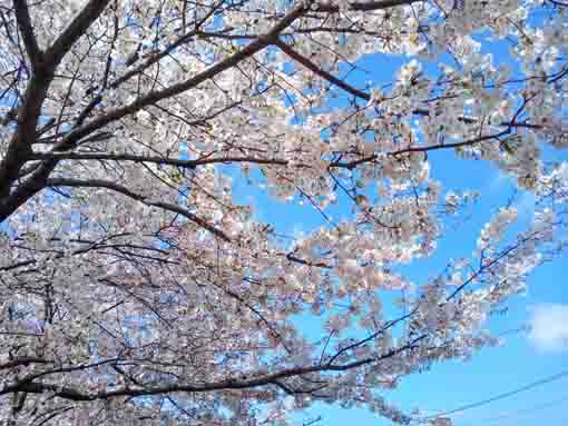 和３年桜の花に彩られた新川�F