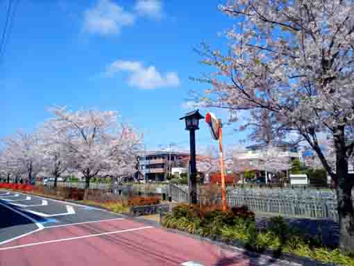 令和３年桜とツツジに彩られた白幡神社参道�@