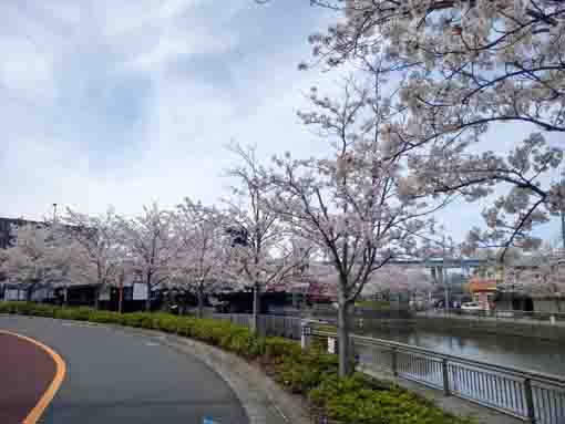 和３年桜の花に彩られた新川�G