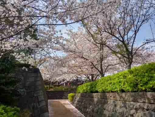 和３年桜の花に彩られた新川�H