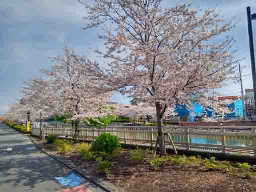 和３年桜の花に彩られた新川�A