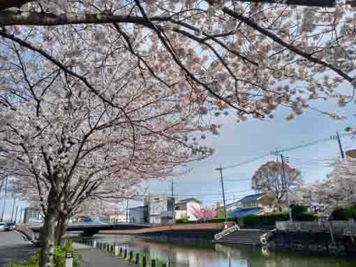 和３年桜の花に彩られた新川�B