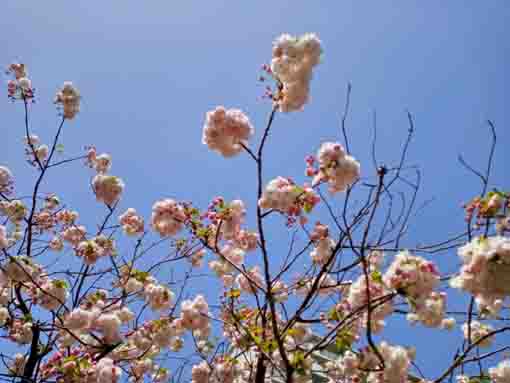新川に咲く八重桜１