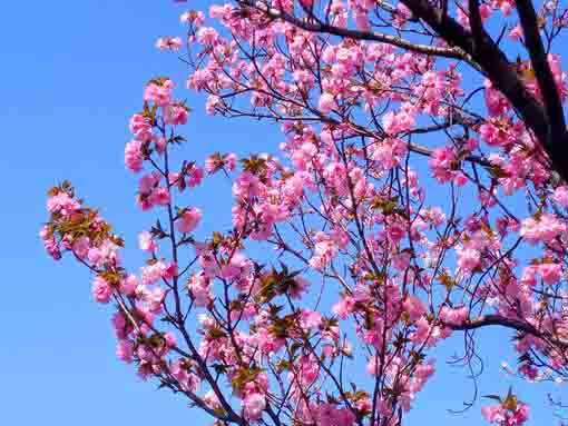 新川に咲く八重桜２