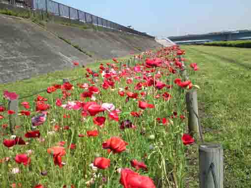 poppies blooming under the sky