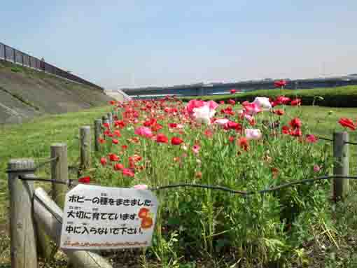 poppies blooming along Shinnakagawa