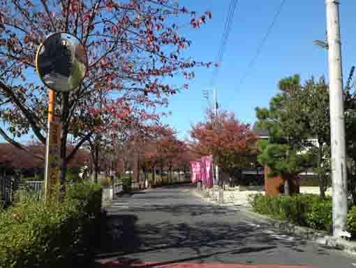 新川さくら館前の紅葉した桜