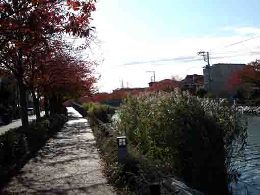 新川川辺の秋の風景
