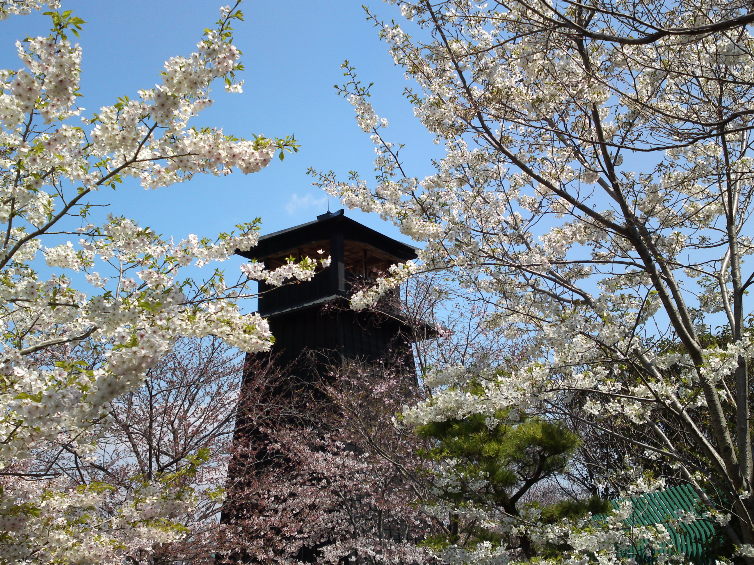 2017年春火の見櫓と新川千本桜１６